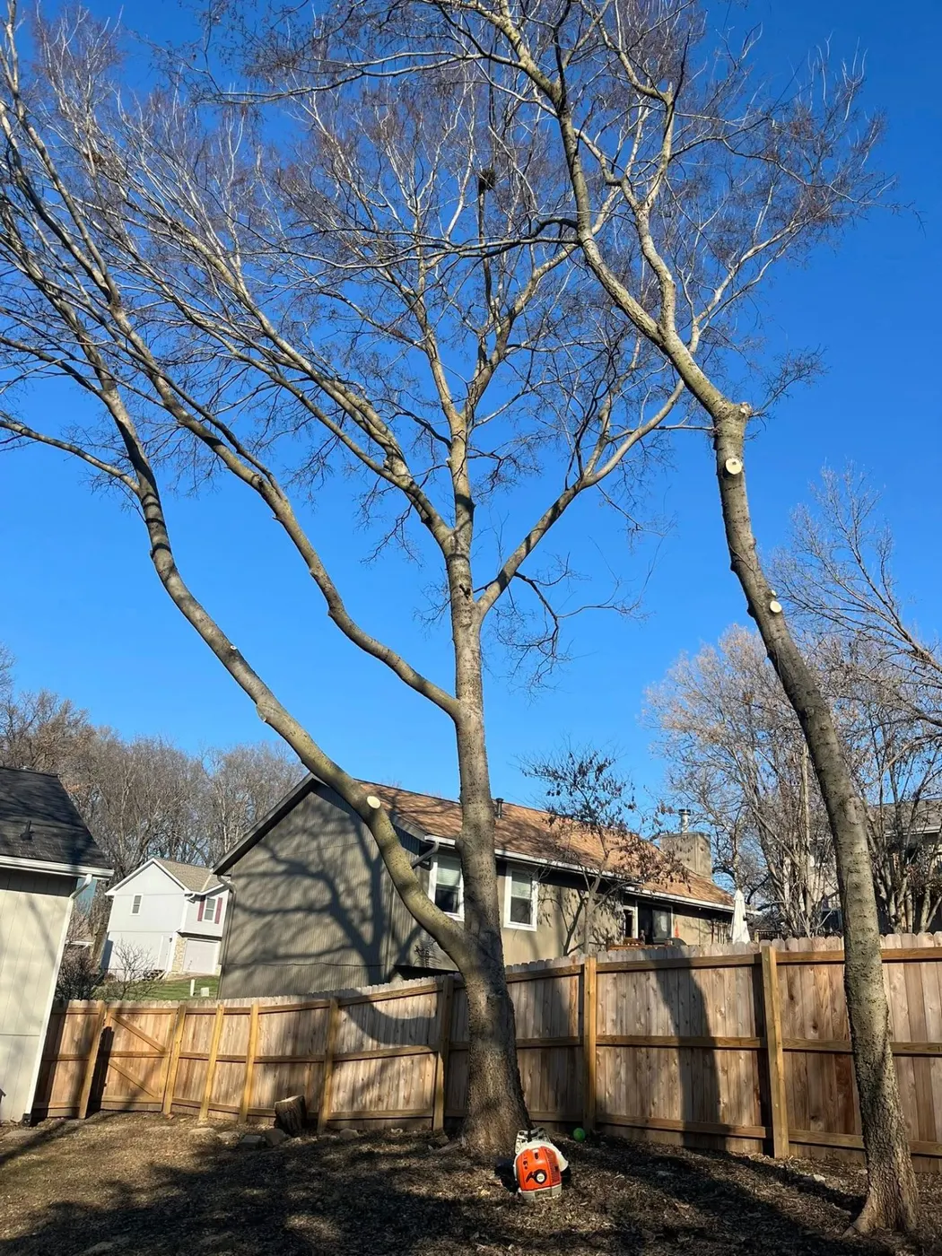 Trimming That Actually Helps Your Trees