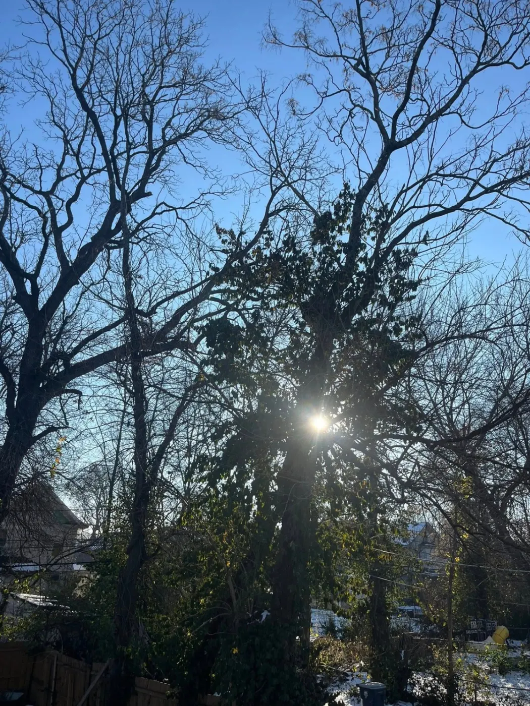 Sun through trees before removal