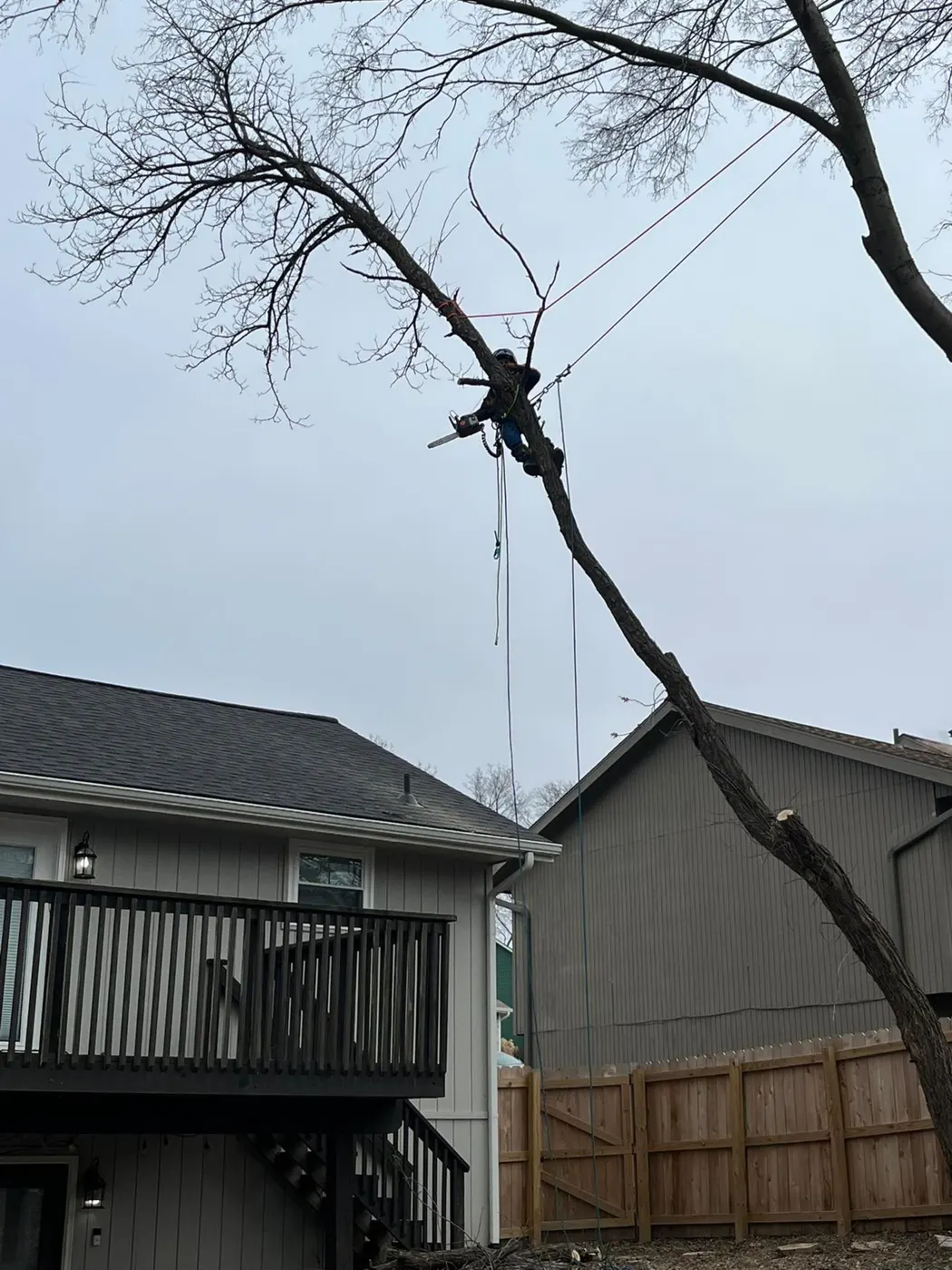 Tree Trimming