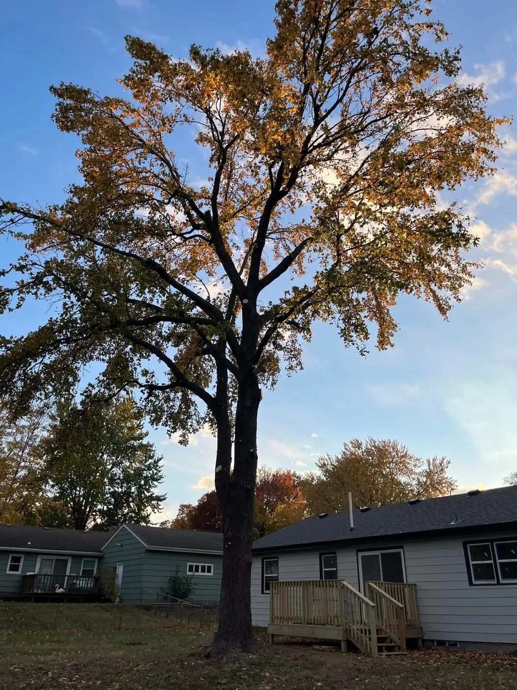Before tree service