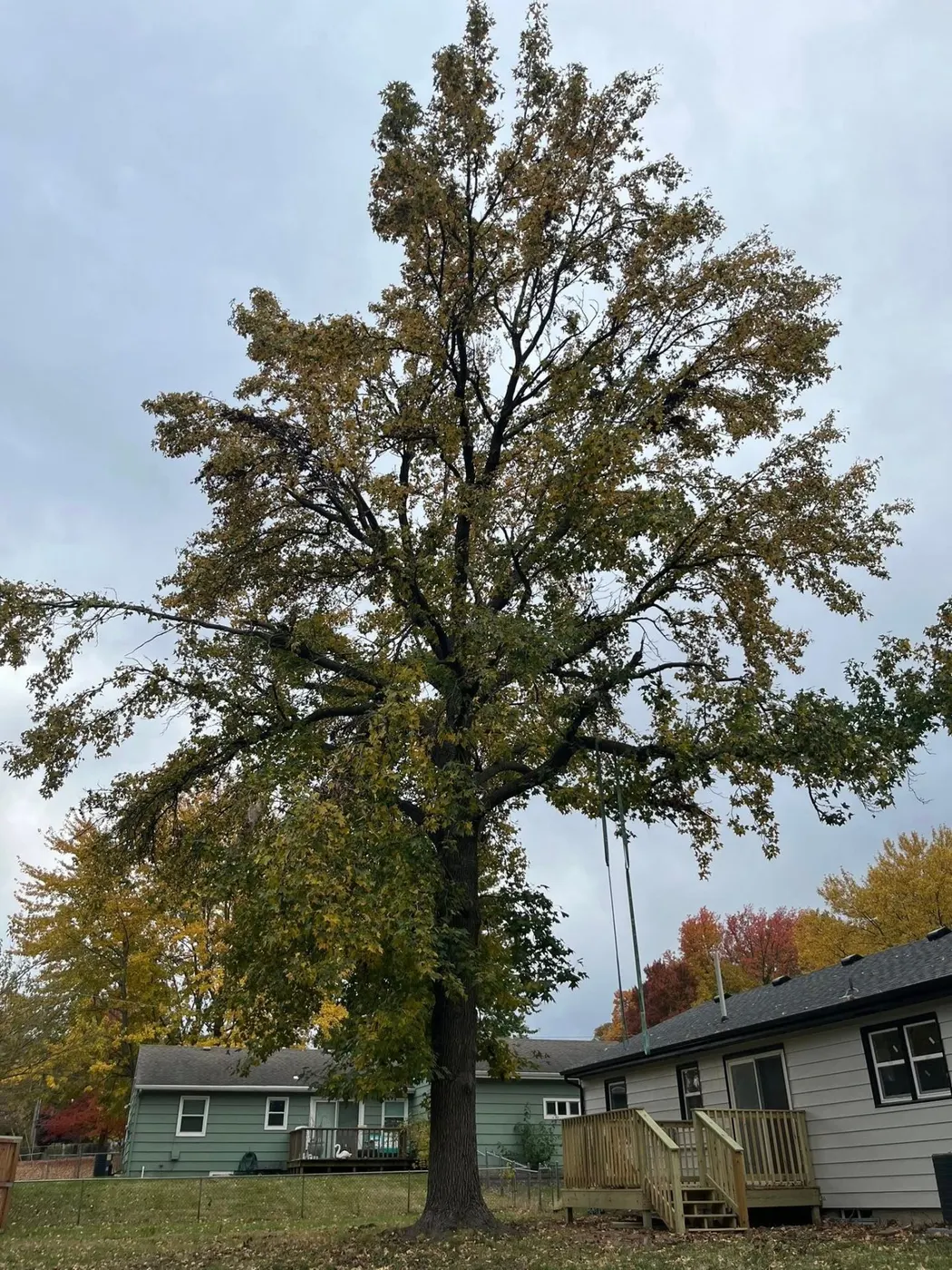 After tree service