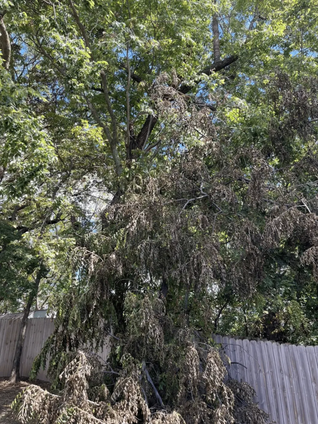 Storm Damage
