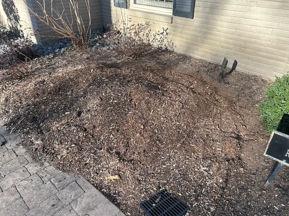 After stump grinding