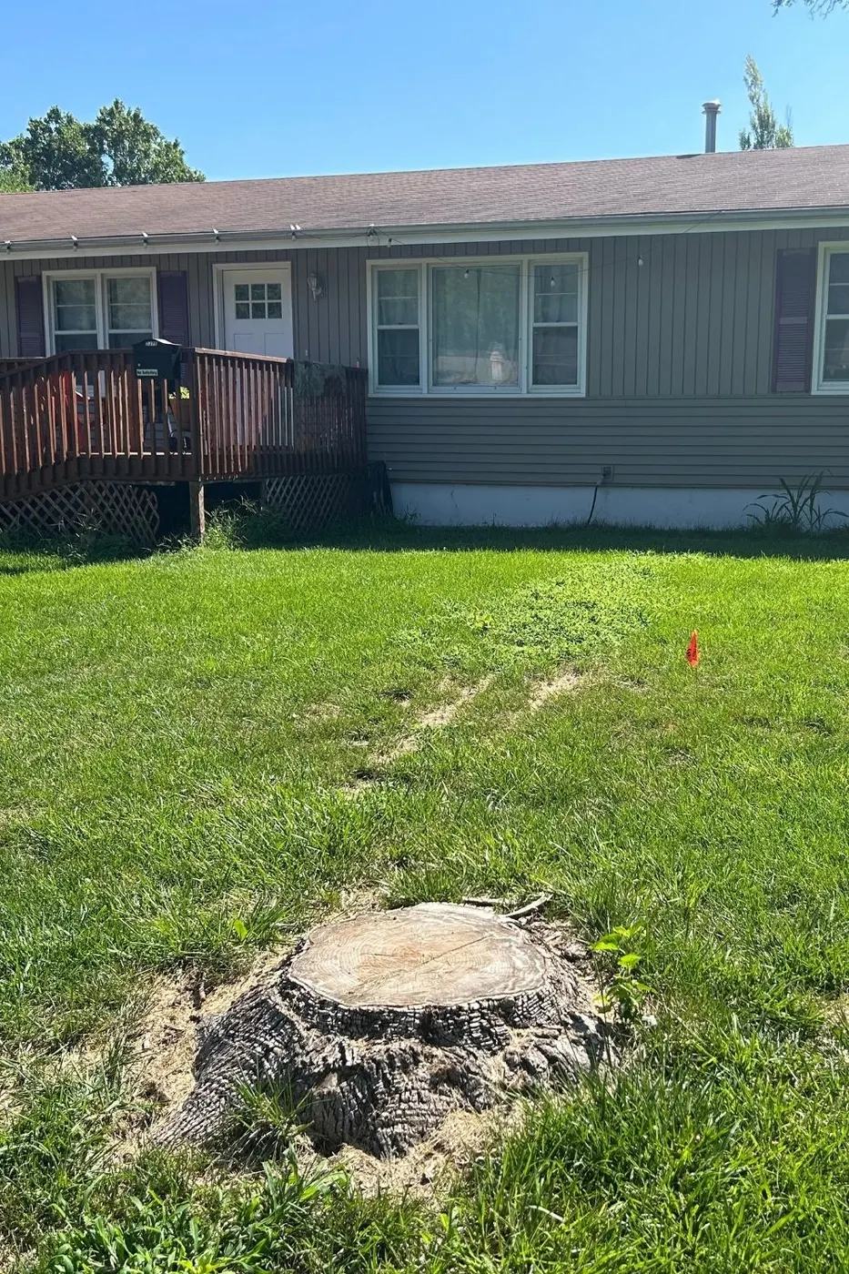 Before stump grinding